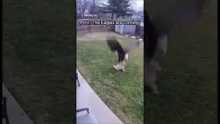 Eagle Attack on a Dog&mdash;What Happened Next #wildlife #closeCall #shorts