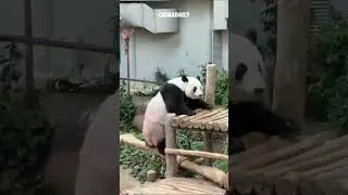Giant pandas charm visitors at Malaysian zoo