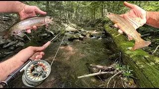 GIANT Brook Trout In A TINY PA Mountain Stream!