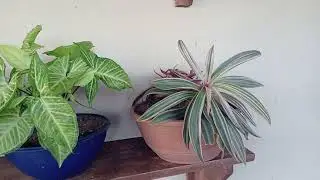 Mostrando Plantas de Fácil Cultivos.