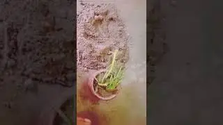planting #shorts #flowerplanting planting design #flowers #shortsvideo lov letter 💌 song