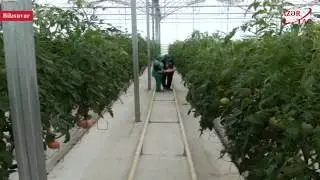 Biləsuvarda pomidor yığımına start verilib