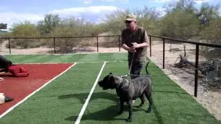 AlpineK9 10 Dog Workout at Hans place on sunday may 9 2016
