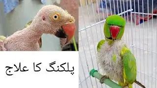 Parrot's Feather Plucking & Treatment (use For All Types Of Bird's )
