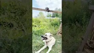 Adorable kitten uses dog as a soft landing pad in charming video