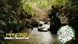 MANCING wader/beunteur ||umpan ampuh untuk wader
