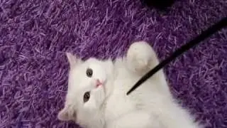 My Beautiful Turkish Angora