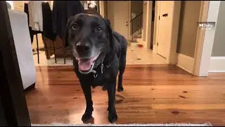 Shadow Loves Getting Pets