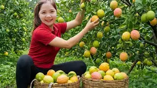 Harvesting 1000+ Kg Seedless Lime In Village Garden To Sell Market, Picking Coconut | Han Harvesting