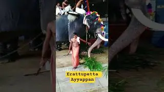 Balaji mass |Erattupetta Ayyappan|Subscribe for more Videos#trendingshorts #elephant #asianelephant