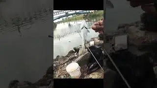 Plung Nyuuut..!!Cuma hitungan Detik Strike Ikan Belanak Ekor Kuning ||Spot Mancing Kendal