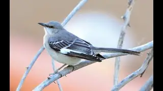 Sinsonte norte&ntilde;o (Mimus polyglottos) Canto