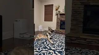 Lily(GSD) is playing with her Dad(Stay and Fetch)
