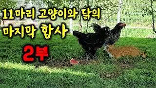11마리 고양이와 닭의 마지막 마당 합사!(닭을 지켜라 2부)