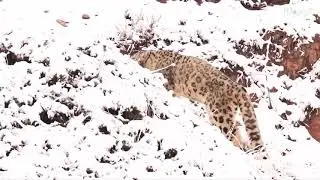 Leopard in leh city of ladakh