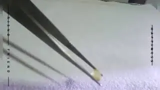 pushparaga jem 💎
