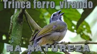 Trinca ferro mateiro virando canto gravado ao vivo na natureza para ensinamento de filhotes