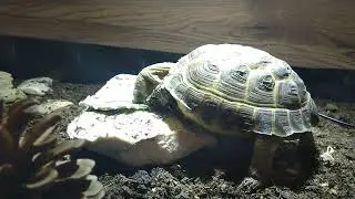 Ori Crunching on Dried Broadleaf Plantain Leaves (ASMR) #shorts