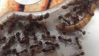 Myrmica scabrinodis brood