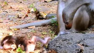 Most Admirable! This Is Good Action Of Mom Anna Educates Nice Lesson While BB Amina Falling.....!