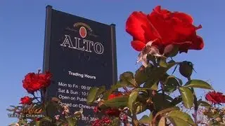 Alto Wine Estate Stellenbosch South Africa - Africa Travel Channel