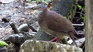 White-throated Quail-Dove