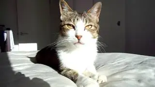 Louie:  Sun gazing