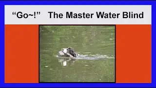 The Master Water Blind ~ AKC Spaniel Hunt Tests