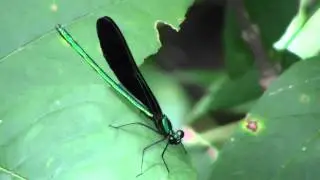 Ebony Jewelwing