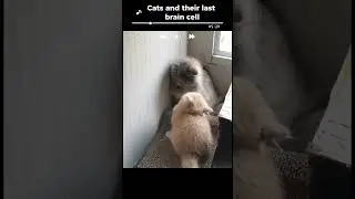 🐶🐱 Ultimate Cute Animals & Pets Compilation 3 | Funniest & Most Adorable Moments 🐾