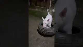 Рам знает все команды, какие показать ? #собака #мем