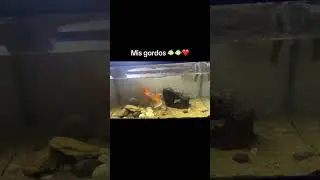 Mis gordos 🐠🐠❤️ japoneses(goldfish) #exoticaquariumfish #peces #goldfish #acuario #fish