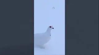 Rock Ptarmigan sounds a little like a #StarWars imperial surveillance probe. #bird #sound #droid 🐦