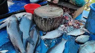Katla Fish Cutting and Preparation | Easy Method of Fish Cleaning for Fry and Curry Dishes
