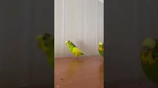 Budgies funny running 🦜🏃Charlie the budgie.