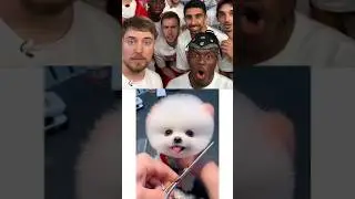 Cute Baby Dog 🥰 MrBeast React | #mrbeast