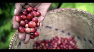 These coffee beans taste better with bat spit and bring in profits for farmers in Madagascar