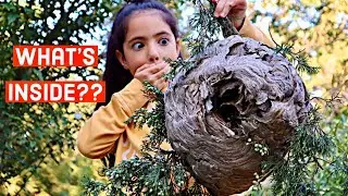 CUTTING OPEN A GIANT HORNET&rsquo;S NEST