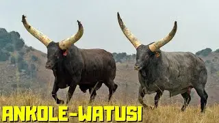 RAÇA ANKOLE  - Uma das mais antigas do Mundo.