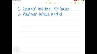 1.Voluntary muscles control the Question 1 options: internal urethral sphincter. ureter as it enter&hellip;