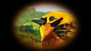 🕊️ Canto de la T&aacute;ngara Dorada 🕊️