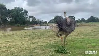 Ostrich Dancing