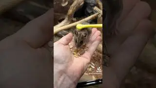 Brushing Deer Mouse Cheddy Bae 🥹🐭❤️