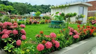 Vibrant Ixora Fireworks: Dazzling Terrace Garden Lawn Edging in Full Glory