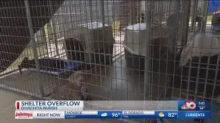 Ouachita Parish Animal Shelter in crisis; over capacity