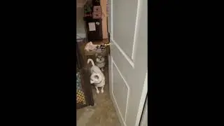 Scary situation (hair dryer brush) and using a Fear Free Fortress + treats to help the dog feel safe