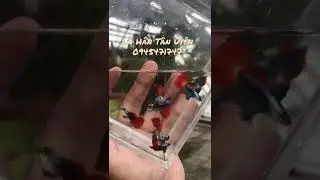 C&aacute; Bảy M&agrave;u, Dumbo red tail tay bơi to, Ở B&igrave;nh Dương. 35k/1 cặp