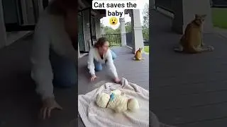 Cat saves the baby from monkey #cat #animals #funny