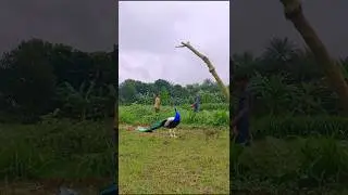 Maurya peacock video 🦚🦚🦚🦚🦚😚🦚🥲😂🦚🦚🦚🦚