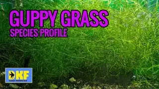 GUPPY GRASS SPECIES PROFILE